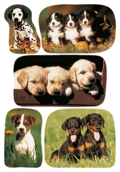 HERMA 3528 10x Sticker DECOR Hundewelpenfotos